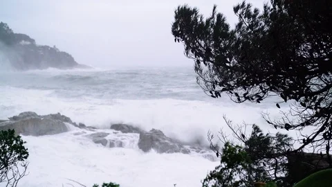 View of the stormy sea through the branches of trees. Watching the storm. The Stock-Footage 124485680