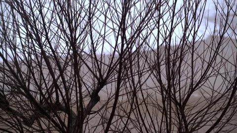 View of the stormy sea through the branches of trees. Watching the storm. The Stock-Footage 124486001