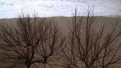 View of the stormy sea through the branches of trees. Watching the storm. The Stock Footage 124487034