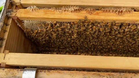View straight down into a backyard bee hive covered with bees Stock Footage 129289872