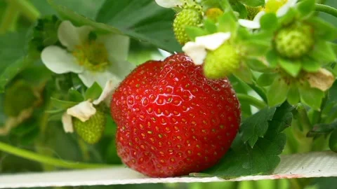 A view of the strawberries Stock Footage 236442092