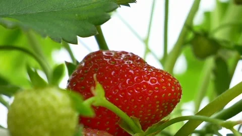 A view of the strawberries Stock Footage 236442094