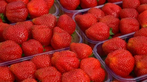 A view of the strawberries Stock Footage 236442342