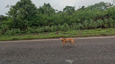 A view of a stray dog running scared on the highway road during monsoon morni Video stock 332353512
