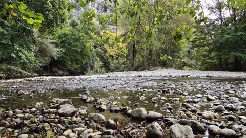 View of a stream among the trees, with water flowing Stock Footage 327907752