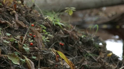 View of the stream beach Stock-Footage 70514463