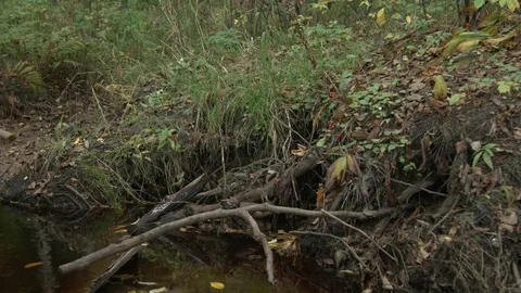 View of the stream beach Stock-Footage 70514588
