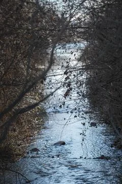 View of a stream between the trees in winter Stock Photos
