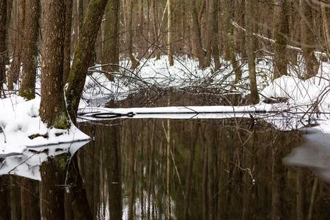 View of a stream flowing through a dense winter forest. Trees are reflected o Stock Photos