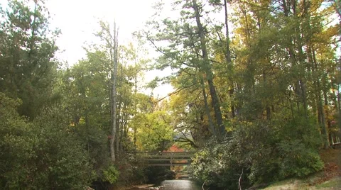 View of stream flowing through forest Stock Footage 54593432
