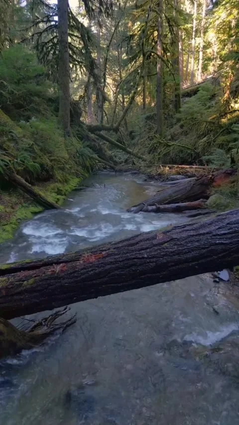 View of stream in the forest Stock Footage 273975189