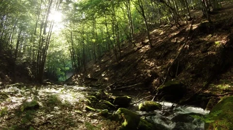 View on Stream in Spring Forest Sun Shines Through Trees Stock Footage 66570674