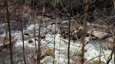 View of Stream Through Bare Trees Stock Footage 168333016