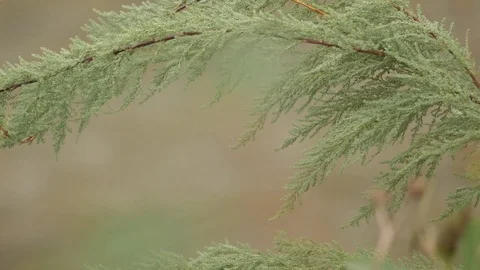 View of Stream Through Coniferous Tree Branch Watercourse Rainwater in Forest Stock Footage 72024284