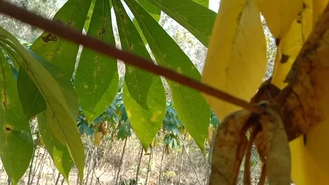 View of a stretch of green cassava plants. 库存影片 339311047