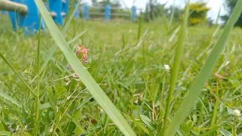 View of a stretch of green grass with alyce bean flower. Stock Footage 329092916