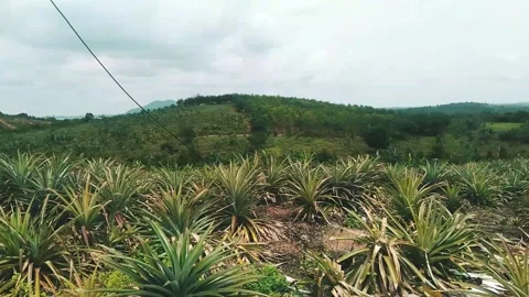 A view with a stretch of pineapple plants 스톡 동영상 215338448