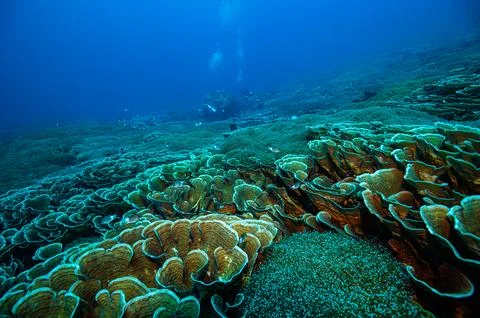 View of structured corals in the sea Stock Photos