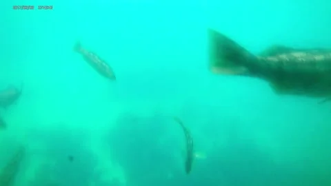 View from submarine Stock Footage 174346519