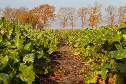 View into a Sugar beet field Stock Photos