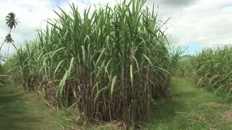 View of A Sugar Cane Fields Stock-Footage 19315373