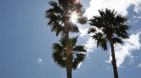 View of sugar palm trees during festival, California, USA Stock Footage 51230581