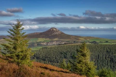 View on Sugarloaf Mountain through pine trees, Wicklow Mountains, Ireland Stock Photos