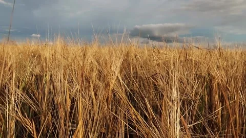 View of a summer field with ears swaying in the wind Stock Footage 161148908