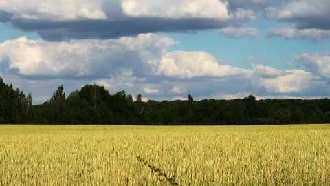 View of a summer field with ears swaying in the wind Stock Footage 161148926