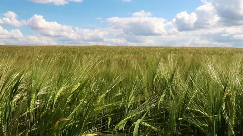 View of a summer field with ears swaying in the wind Stock Footage 161148927