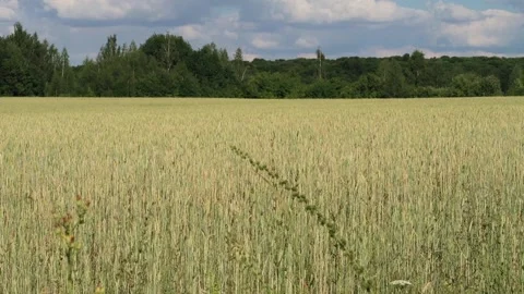 View of a summer field with ears swaying in the wind Stock Footage 161148934