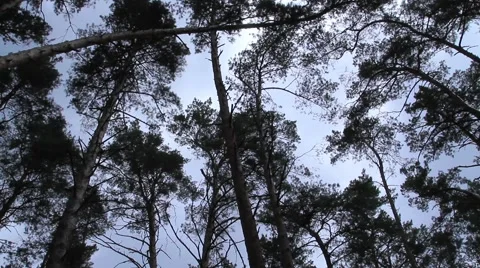 The up view of summer forest and blue sky Stock Footage 50201836