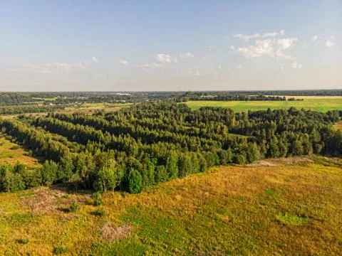View of the summer forest from the drone Foto stock