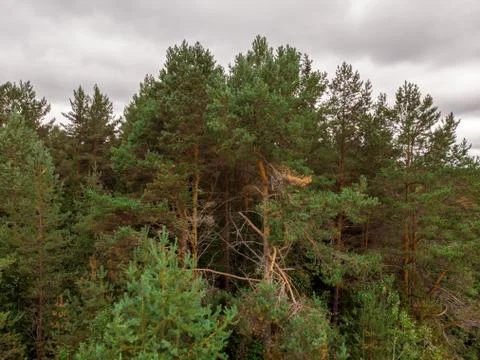 View of the summer forest from the drone Stock Photos