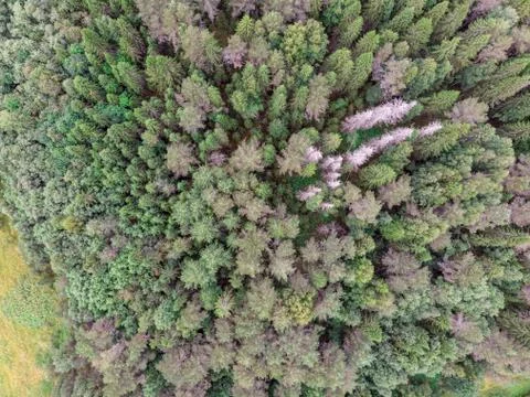 View of the summer forest from the drone Stock Photos