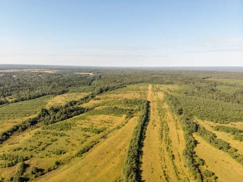 View of the summer forest from the drone Foto stock