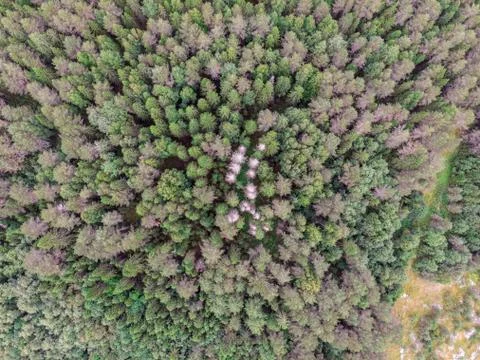 View of the summer forest from the drone Foto stock