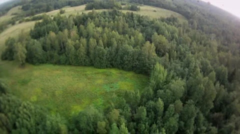 View on summer forest fish eye view Stock Footage 1032286