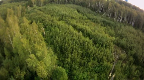 View on summer forest from hot air balloon Stock Footage 1032134