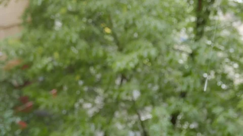 View of the summer rain focused at drops with a green tree on the background. 4k Video stock 97852251