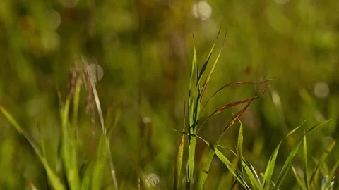 View of Summer Reeds Blowing in a Light Wind with Soft Focus Background in a Stock Footage 331684009