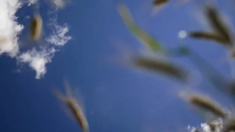 View on Summer sky from inside of wheat field Stock-Footage 135275612