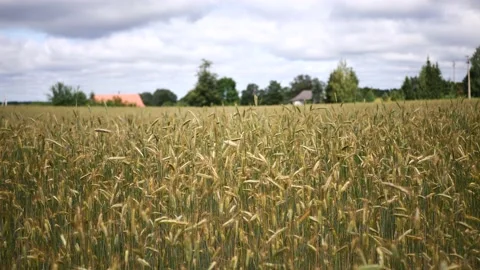 View on Summer wheat field in a rural area which is ready to be harvested Stock Footage 135980458