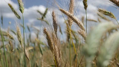 View on Summer wheat field which is ready to be harvested 스톡 동영상 135274786
