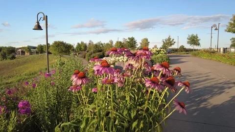 A view of summer wildflowers Stock Footage 247329841