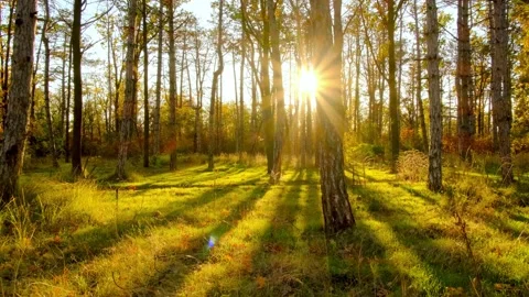 View of Sun Beams between pine trees. Stock Footage 320055498