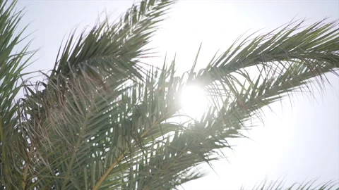 View of the sun behind some palm fronds on a clear day Stock Footage 221727933