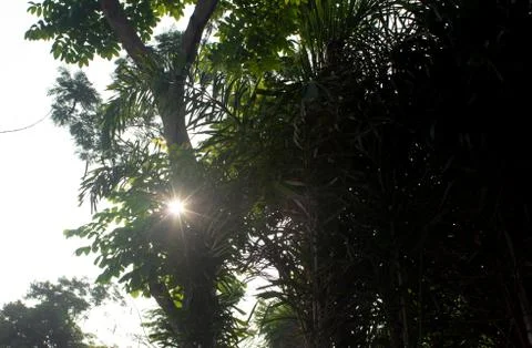 View of sun rays in-between the tree leaves giving a starburst effect Stock Photos