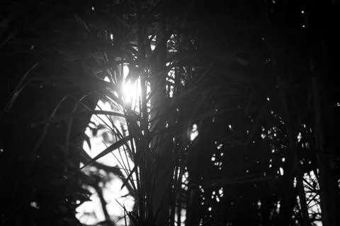 View of sun rays in-between the tree leaves in black and white. Stock Photos