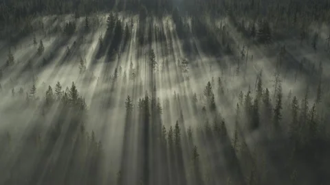 View of Sun Rays Cutting Through Dense F... | Stock Video | Pond5
